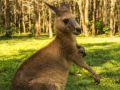 Casual Kangaroo
