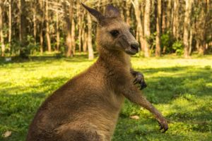 Casual Kangaroo