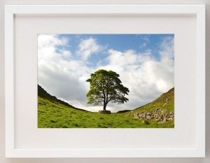 james_ratliff_sycamore-gap-prints_white-frame