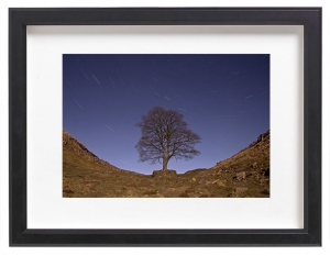 james_ratliff_sycamore-stars-prints_black-frame