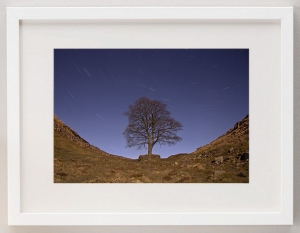 james_ratliff_sycamore-stars-prints_white-frame
